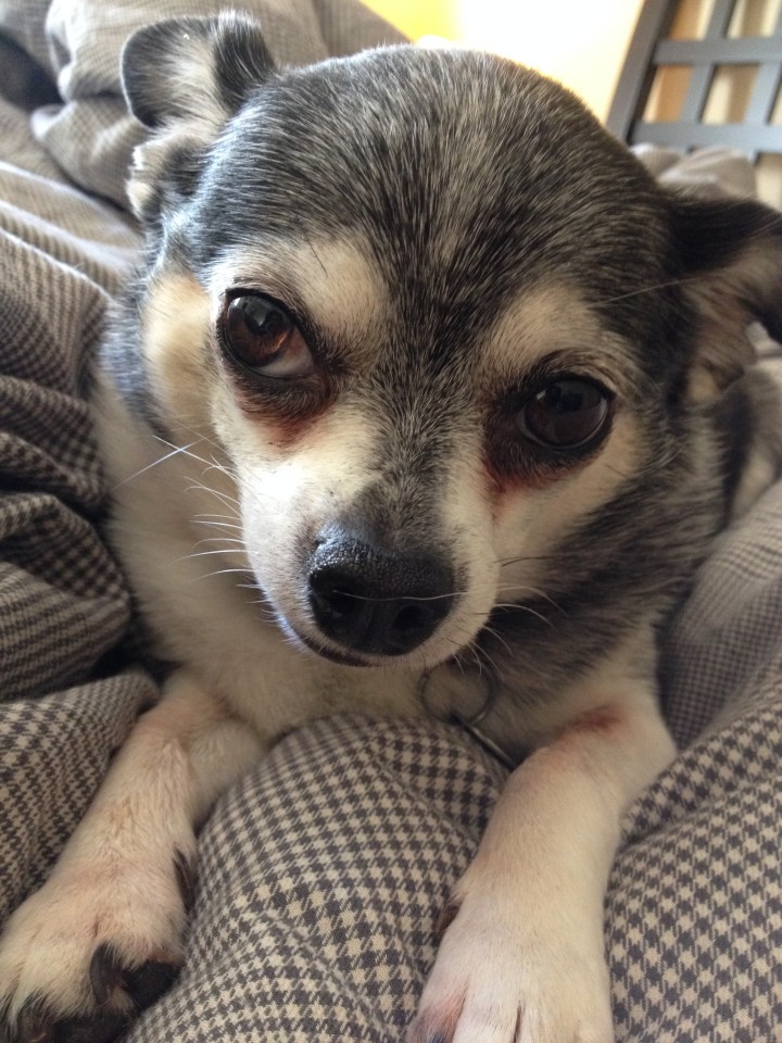 William Saroyan and Macaroon: and&nbsp;Chihuahua