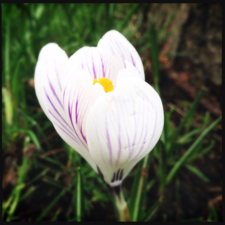 春が来た: Spring in February – Perfect&nbsp;Saturday