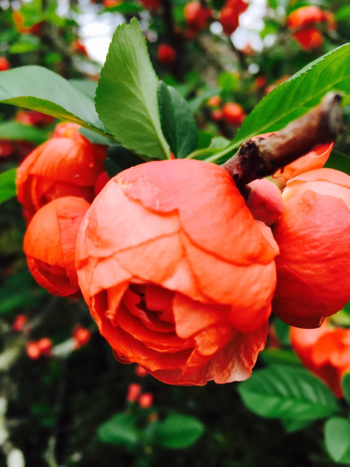 Kyoto Day 1: April 11th,&nbsp;2015